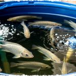 Cara Mudah Jualan Ikan Ternak Untuk Pemula Dari Nol