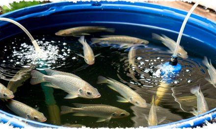 Cara Mudah Jualan Ikan Ternak Untuk Pemula Dari Nol