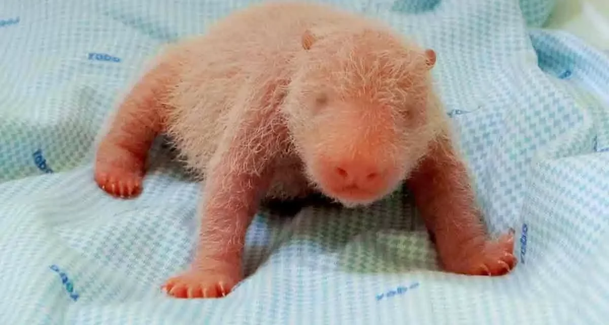Bayi Panda Raksasa Lahir, Taman Safari Jadi Sorotan Dunia