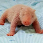 Bayi Panda Raksasa Lahir, Taman Safari Jadi Sorotan Dunia