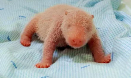 Bayi Panda Raksasa Lahir, Taman Safari Jadi Sorotan Dunia