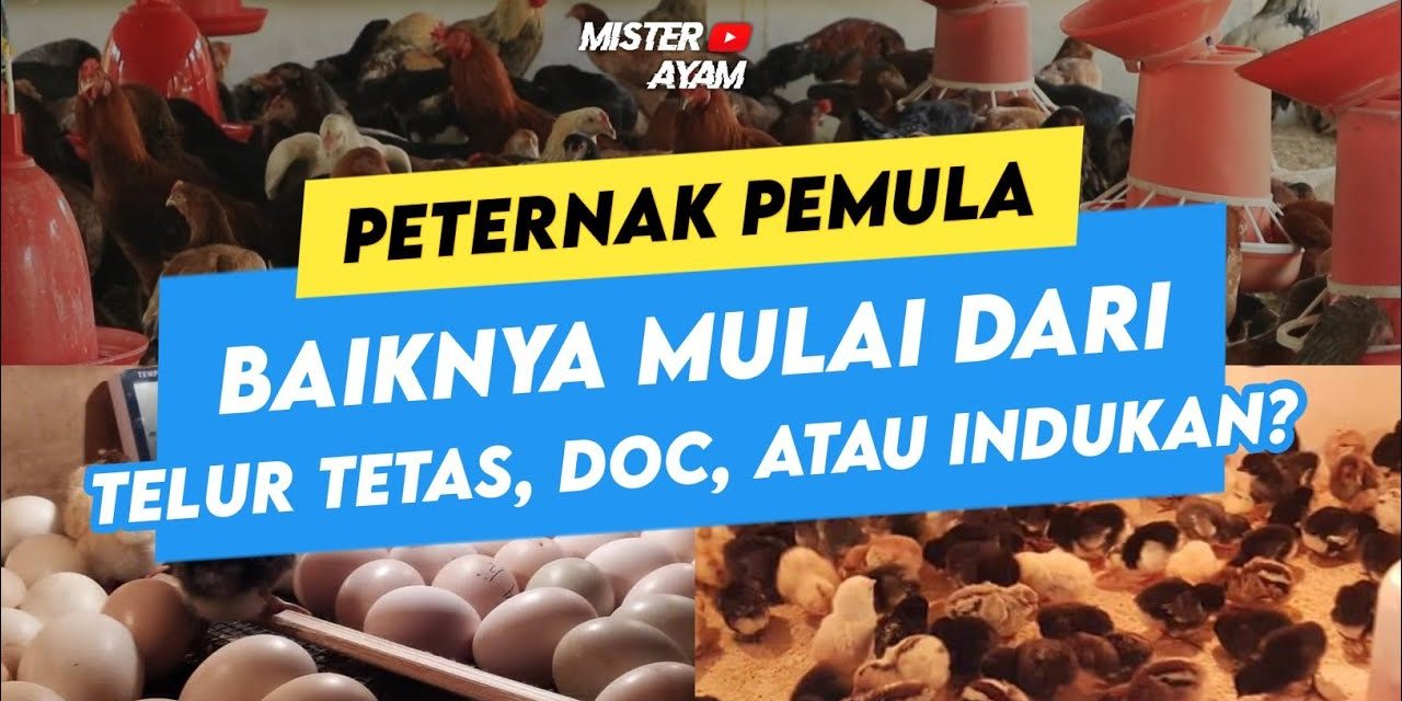 Peternak Pemula Wajib Tahu! Cara Memilih Telur Tetas Yang Bagus