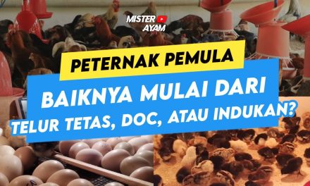 Peternak Pemula Wajib Tahu! Cara Memilih Telur Tetas Yang Bagus