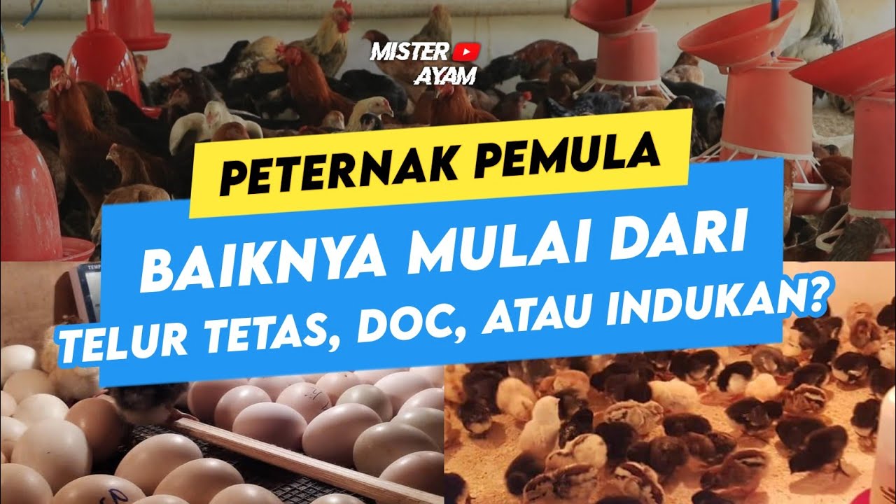 Peternak Pemula Wajib Tahu