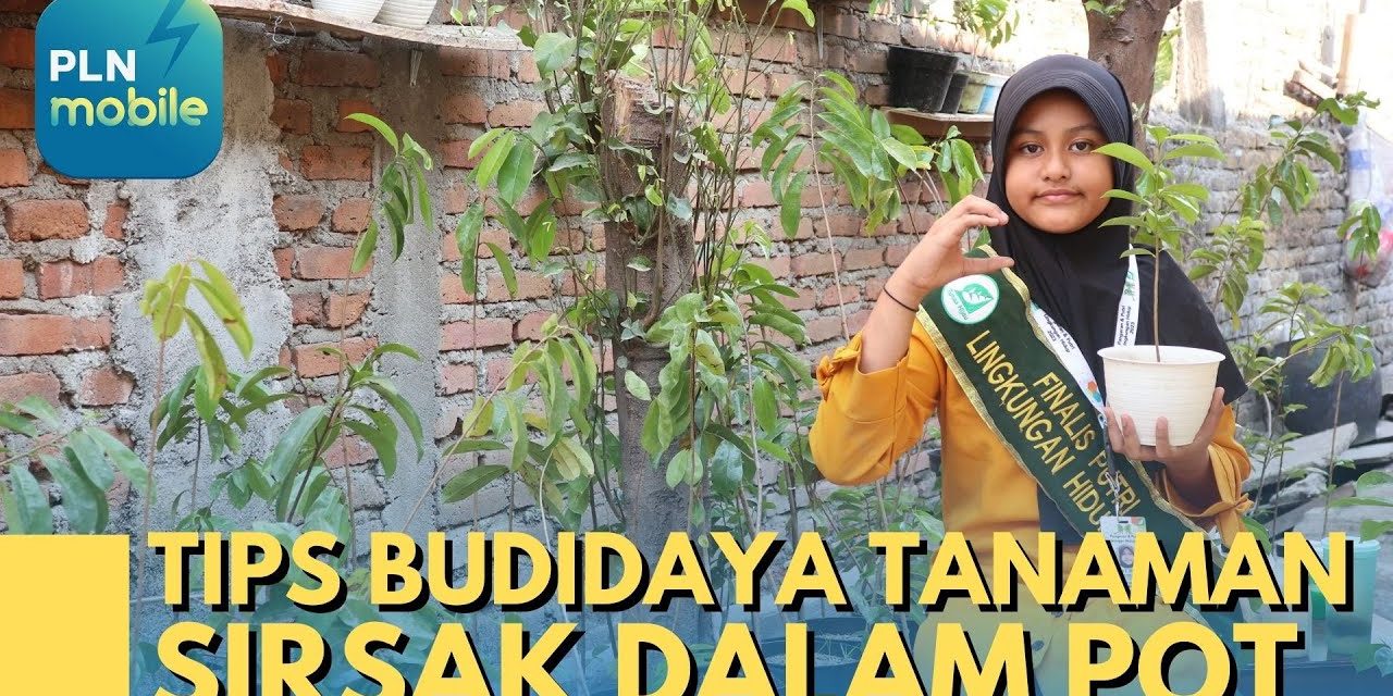 Rahasia Menanam Sirsak Di Pot Agar Tetap Subur Dan Produktif