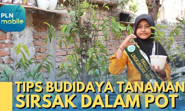 Rahasia Menanam Sirsak Di Pot Agar Tetap Subur Dan Produktif