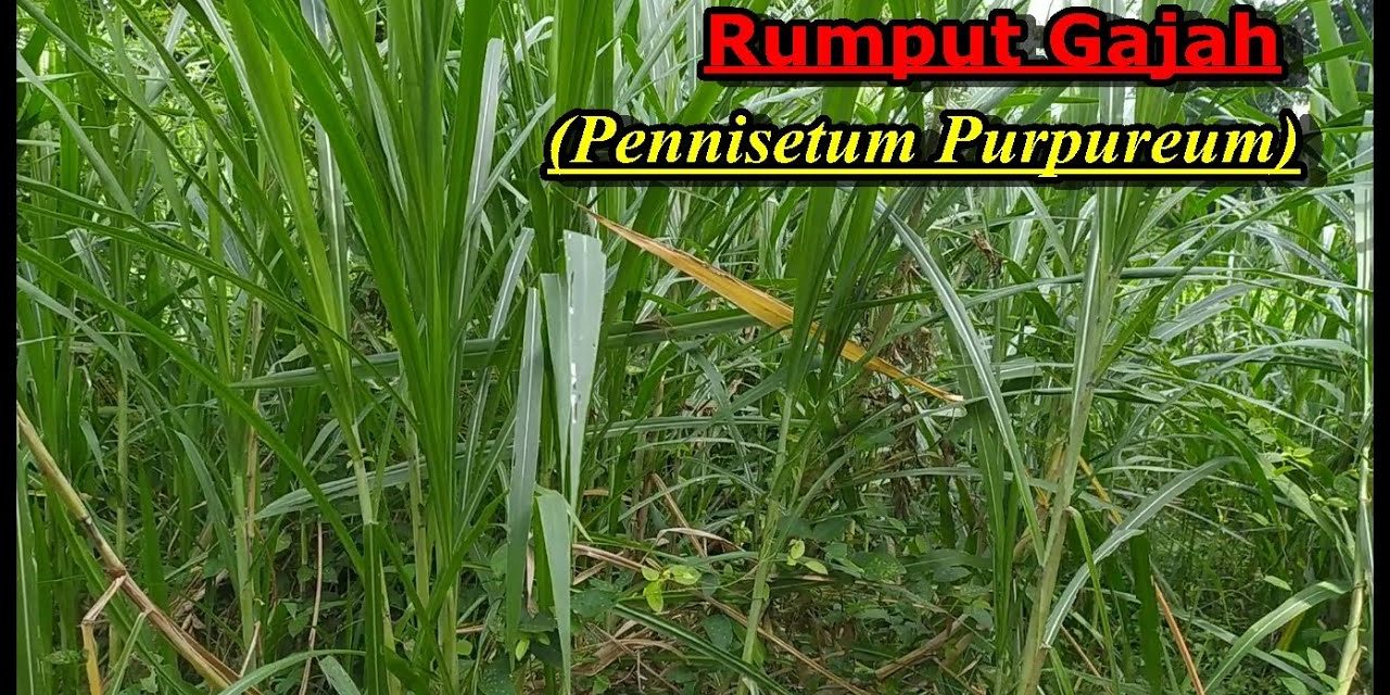 5 Jenis Pakan Ternak Anti Kembung Untuk Sapi Dan Domba