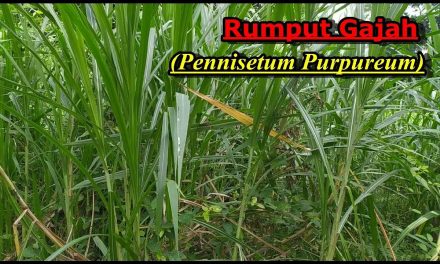 5 Jenis Pakan Ternak Anti Kembung Untuk Sapi Dan Domba