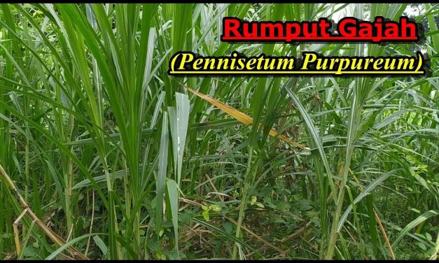 5 Jenis Pakan Ternak Anti Kembung Untuk Sapi Dan Domba