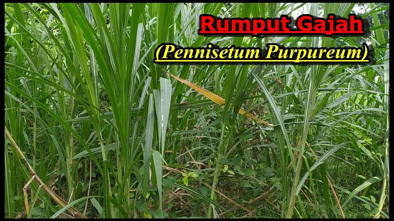 5 Jenis Pakan Ternak