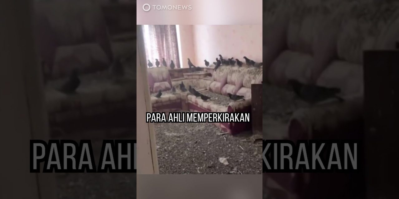 3 Tahun Jendela Terbuka, Apartemen Pria Ini “Pasukan Bersayap”