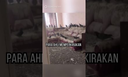 3 Tahun Jendela Terbuka, Apartemen Pria Ini “Pasukan Bersayap”