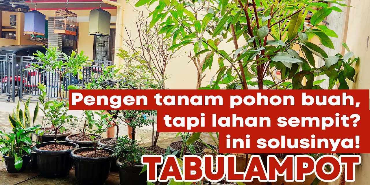 Tanpa Lahan Luas! Jenis Pohon Rambat Yang Cepat Tumbuh