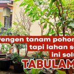 Tanpa Lahan Luas! Jenis Pohon Rambat Yang Cepat Tumbuh