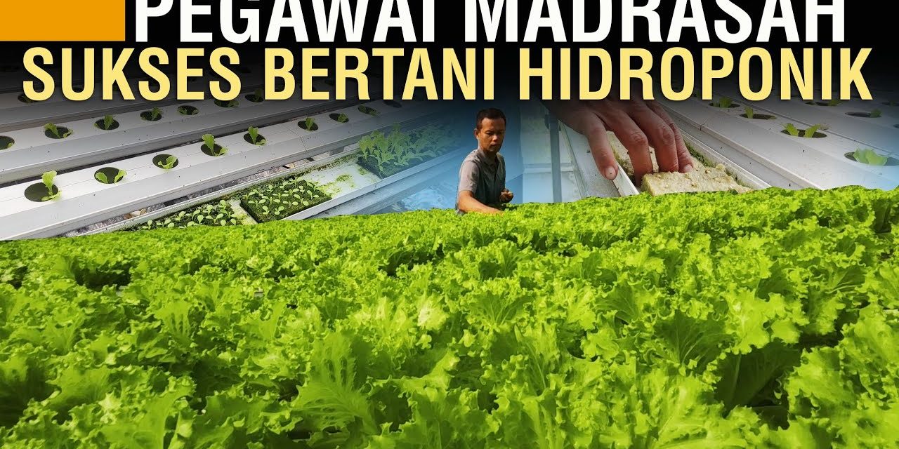 Tahapan Budidaya Selada Hidroponik Dan Tips Jitu Petani Sukses