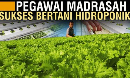 Tahapan Budidaya Selada Hidroponik Dan Tips Jitu Petani Sukses