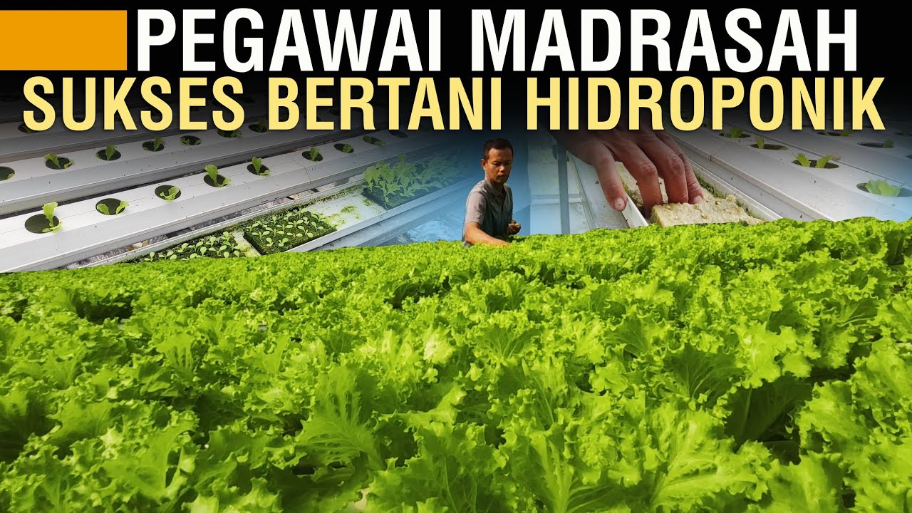 Tahapan Budidaya Selada Hidroponik