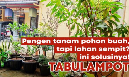 Tanpa Lahan Luas! Jenis Pohon Rambat Yang Cepat Tumbuh