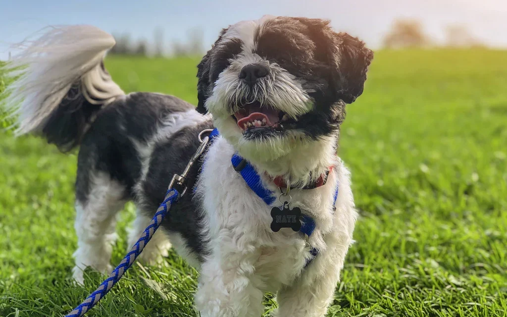 Tips Membuat Shih Tzu Betah Saat Diajak Perjalanan Jauh