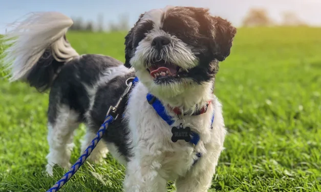 Tips Membuat Shih Tzu Betah Saat Diajak Perjalanan Jauh