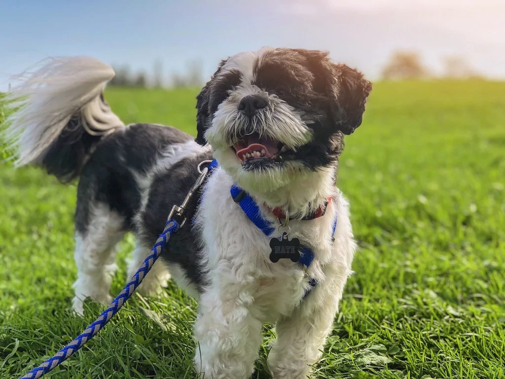 Tips Membuat Shih Tzu
