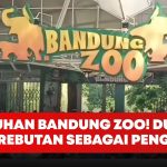 Menelusuri Akar Permasalahan Bandung Zoo Yang Kian Memanas