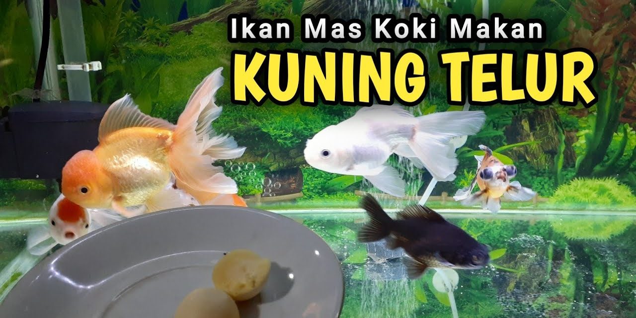 Rekomendasi Makanan Ikan Koki Agar Cepat Gemuk Dan Sehat
