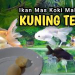 Rekomendasi Makanan Ikan Koki Agar Cepat Gemuk Dan Sehat