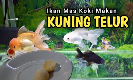 Rekomendasi Makanan Ikan Koki Agar Cepat Gemuk Dan Sehat