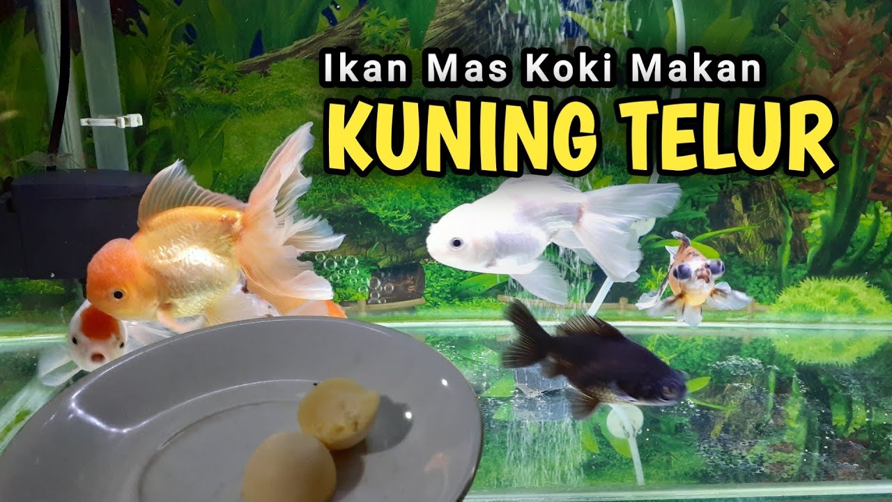 Rekomendasi Makanan Ikan Koki