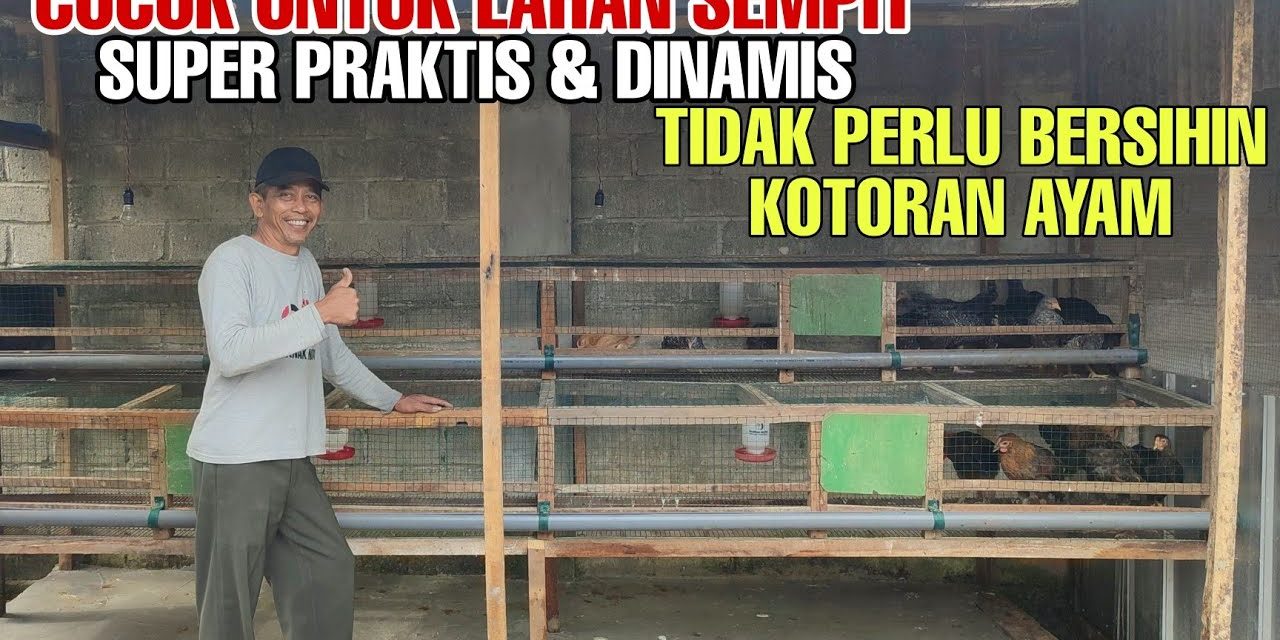 Desain Kandang Ayam 1×1 Untuk 3 Ekor: Solusi Di Lahan Sempit