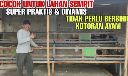 Desain Kandang Ayam 1×1 Untuk 3 Ekor: Solusi Di Lahan Sempit