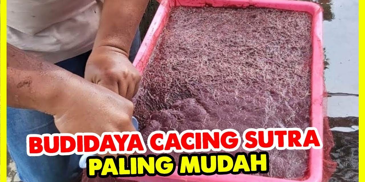 Budidaya Cacing Sutra Dengan Sistem Modern Bisa Hasilkan Cuan