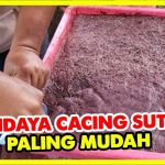 Budidaya Cacing Sutra Dengan Sistem Modern Bisa Hasilkan Cuan