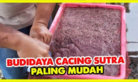 Budidaya Cacing Sutra Dengan Sistem Modern Bisa Hasilkan Cuan