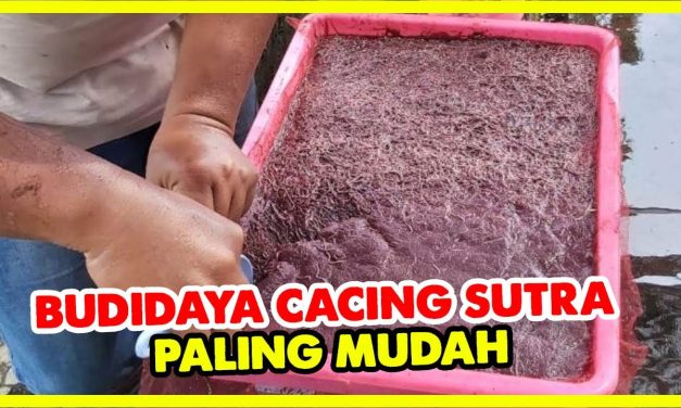 Budidaya Cacing Sutra Dengan Sistem Modern Bisa Hasilkan Cuan