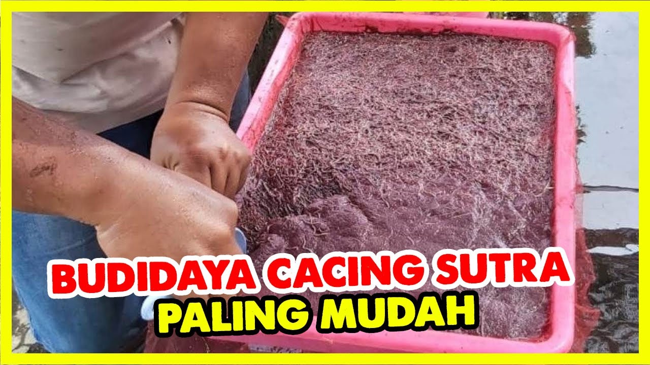 Budidaya Cacing Sutra